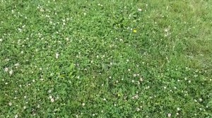 Field2-Integrated-Turf